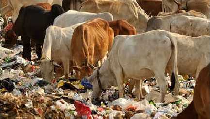  cows eating garbage