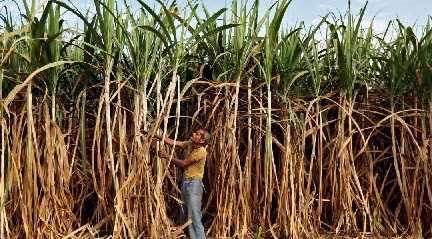  suger cane farmer