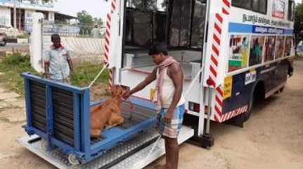 Cow ambulance