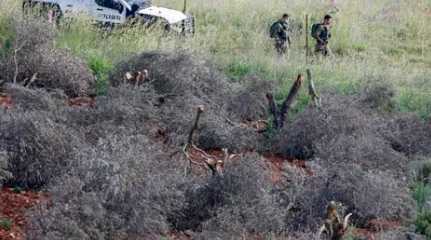 uprooted olive trees