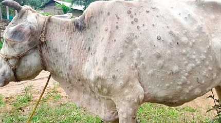 cattle lumpy skin disease