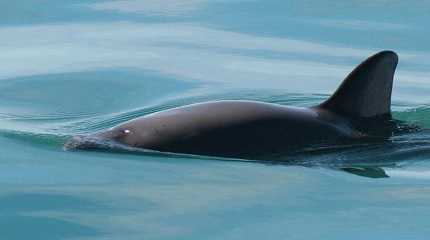 porpoise