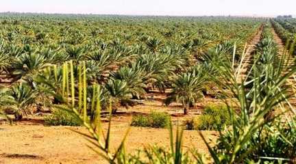 Saudi Arabia plants over 12m trees