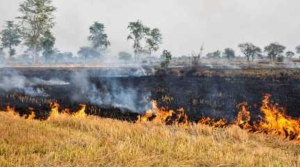 stubble burning in India