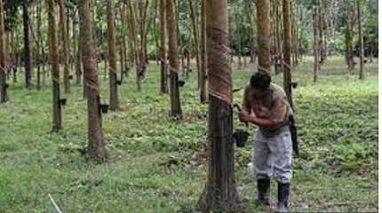 Malaysias natural rubber production