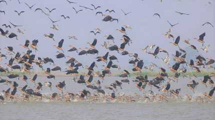 migratory birds