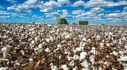 worlds largest cotton