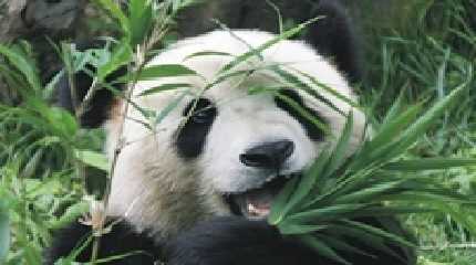 giant panda