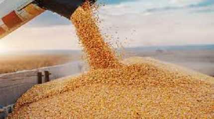 grain harvest