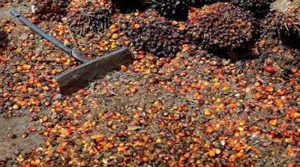 Palm oil..