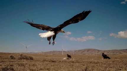 bald eagle