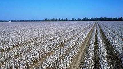 cotton 