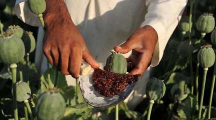 Opium poppy cultivation