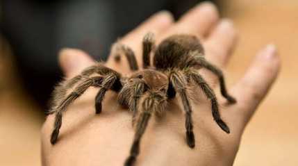 tarantulas spider