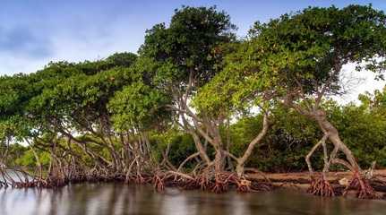 Mangrove trees