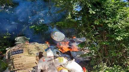 Paraguayan police destroy marijuana