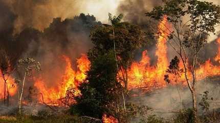 massive forest wildfires