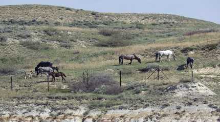 Wild horses