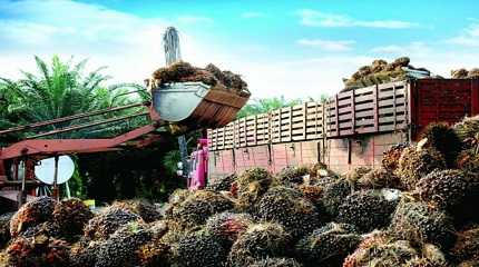 Palm Oil