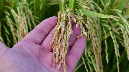 Uruguayan rice