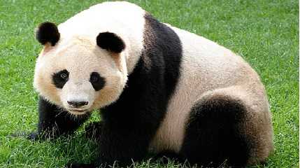 giant panda