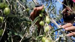 Olive harvest