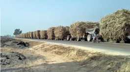 sugarcane trolleys