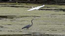 A great egret flies