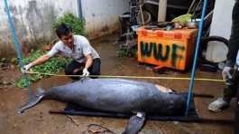 Mekong River dolphins