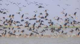 migratory birds