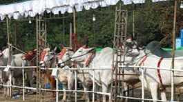 Cattle Exhibition