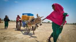 ferry jerrycans on a donkey cart