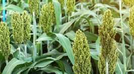 millet crop