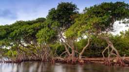 Mangrove trees