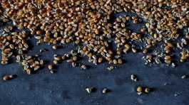 Corn sits at a grain storage