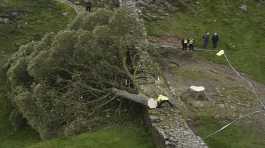 famous tree at Hadrian’s Wall