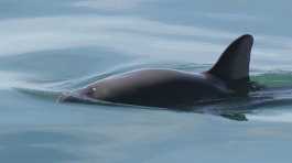 vaquita porpoise